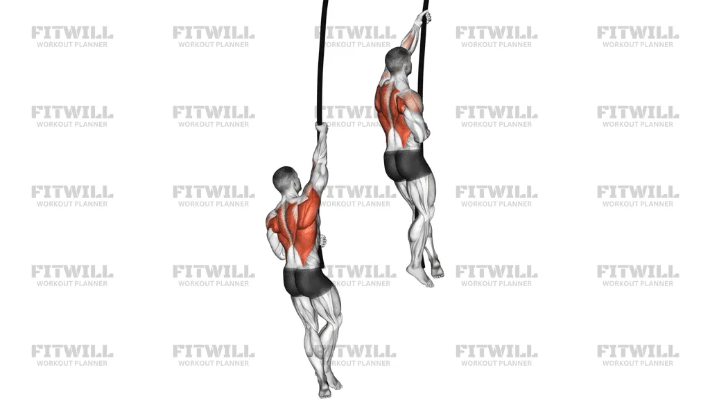 Quais Grupos Musculares são Melhores para Treinar Juntos?
