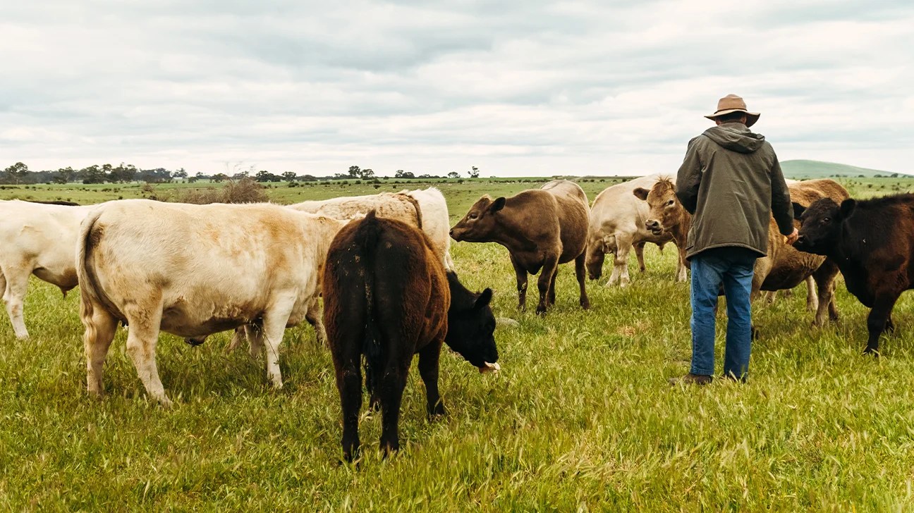 Você Pode Seguir uma Dieta Ecológica e Ainda Comer Carne?